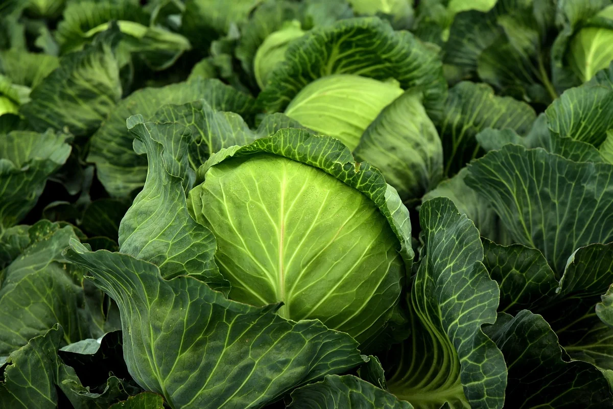 Bowl végétarien hiver : comment garder de la couleur quand les légumes d'été disparaissent